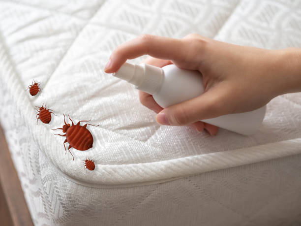 Wasp Removal Services in Bangor Base, WA